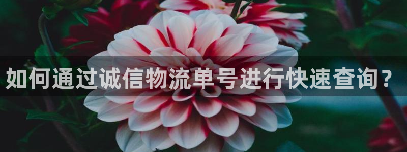 28圈官方官网：如何通过诚信物流单号