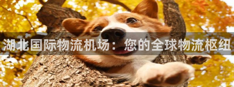 28圈网站平台：湖北国际物流机场：您