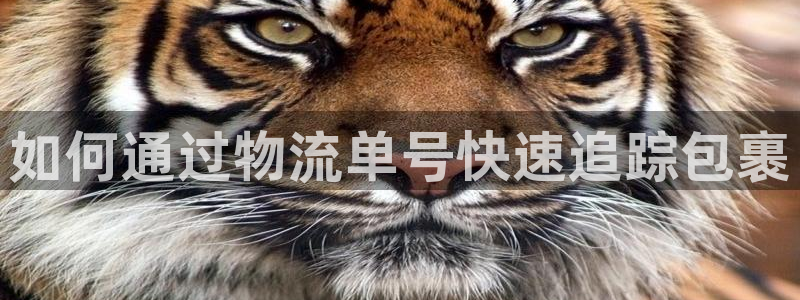 28圈加拿大预测
