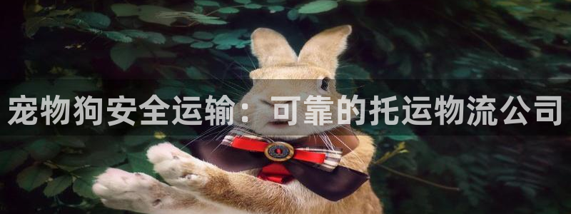 28圈加拿大最新版：宠物狗安全运输：