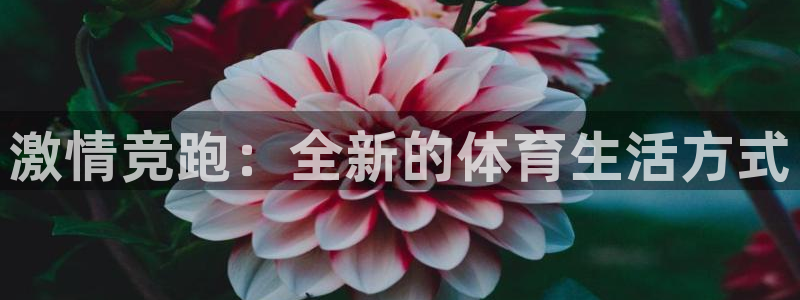 3377体育手机平台