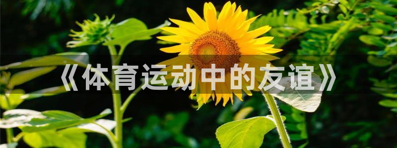 3377体育官网